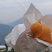 北川高山枇杷大五星