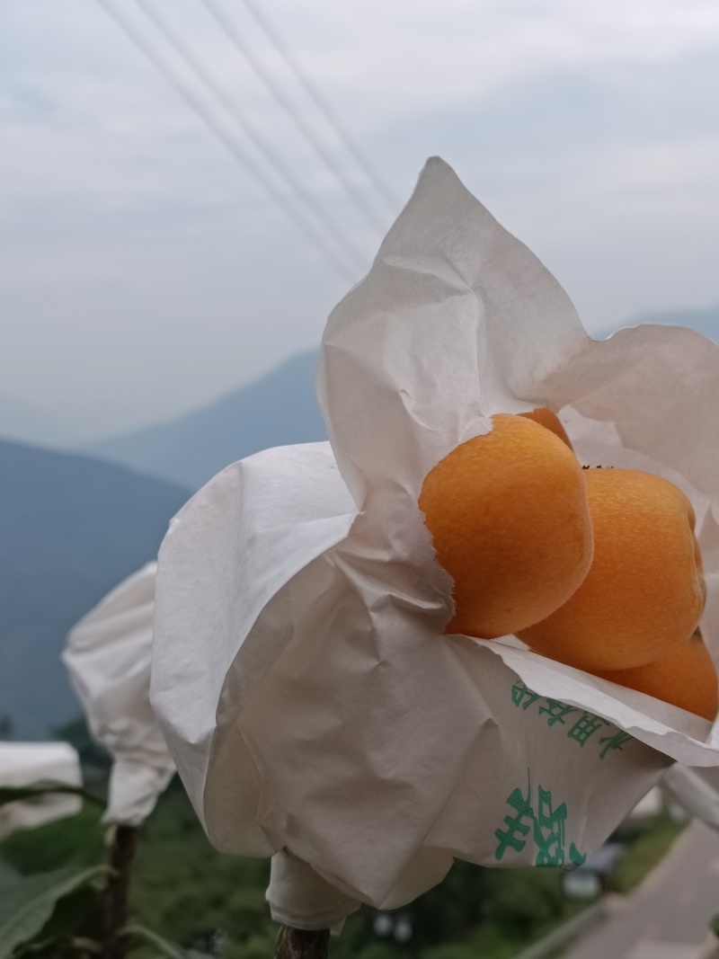 北川高山枇杷大五星