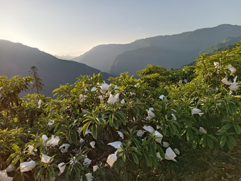 北川高山枇杷大五星
