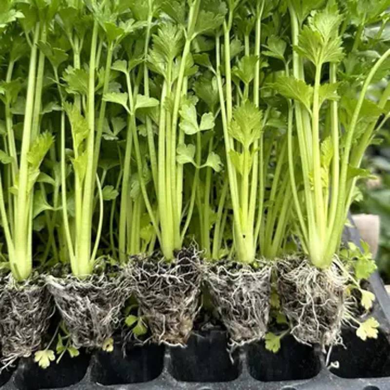 芹菜苗西芹苗云南芹菜苗品种全现挖现发成活率高