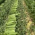 芹菜苗西芹苗云南芹菜苗品种全现挖现发成活率高