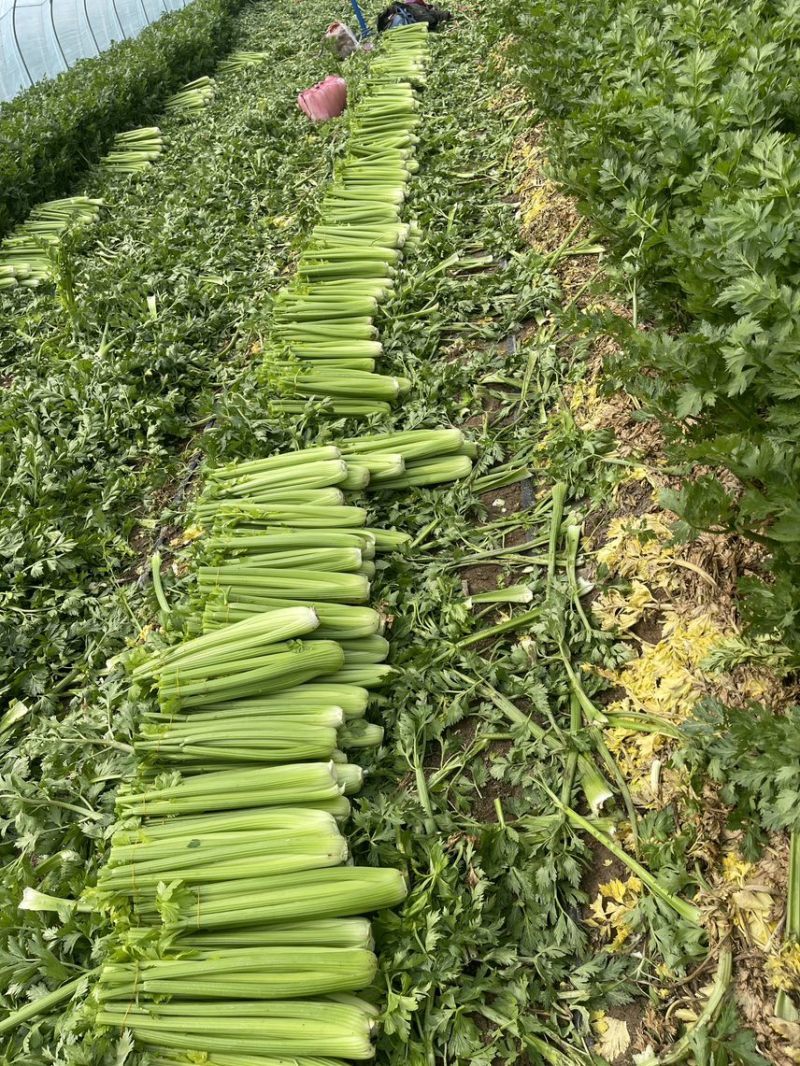 芹菜苗西芹苗云南芹菜苗品种全现挖现发成活率高