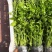 芹菜苗西芹苗云南芹菜苗品种全现挖现发成活率高