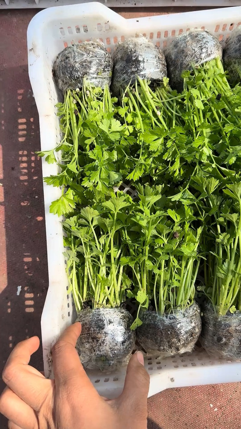 芹菜苗西芹苗云南芹菜苗品种全现挖现发成活率高