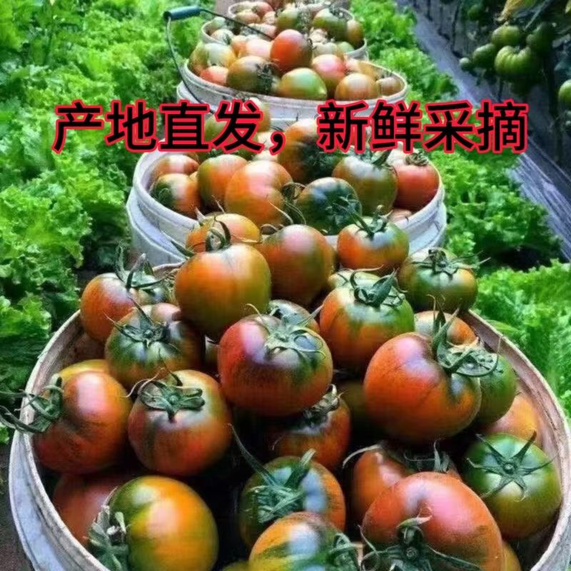 铁皮番茄丹东草莓柿子绿腚碱地柿子盘锦鹰爪西红柿生吃水果3斤