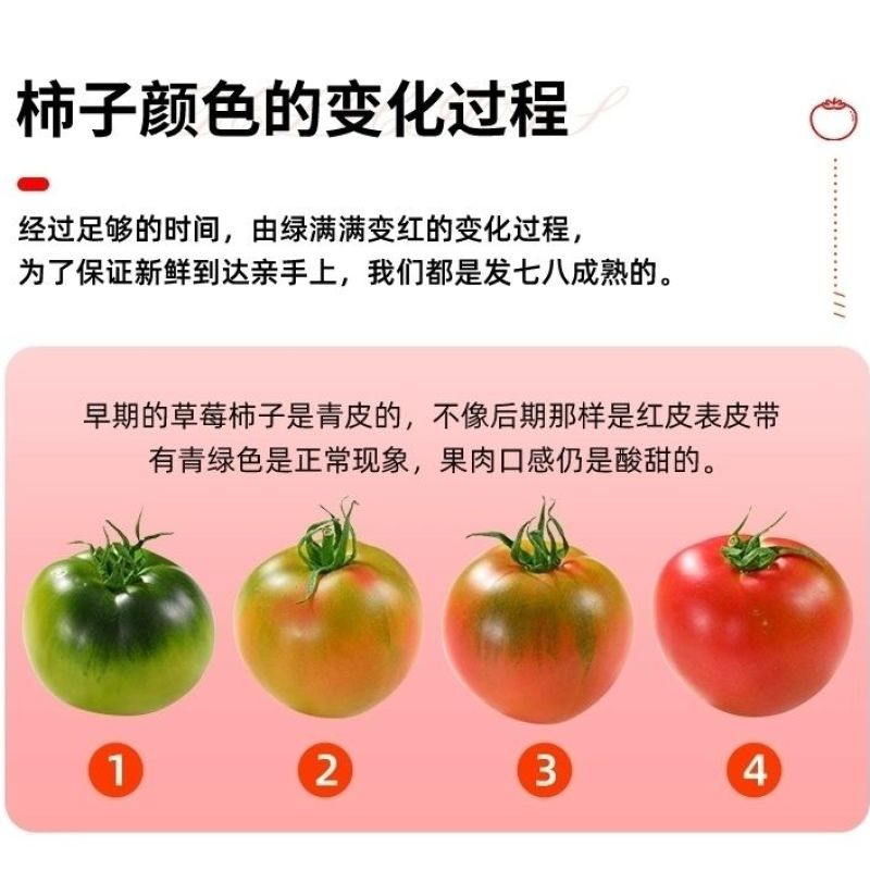 铁皮番茄丹东草莓柿子绿腚碱地柿子盘锦鹰爪西红柿生吃水果3斤