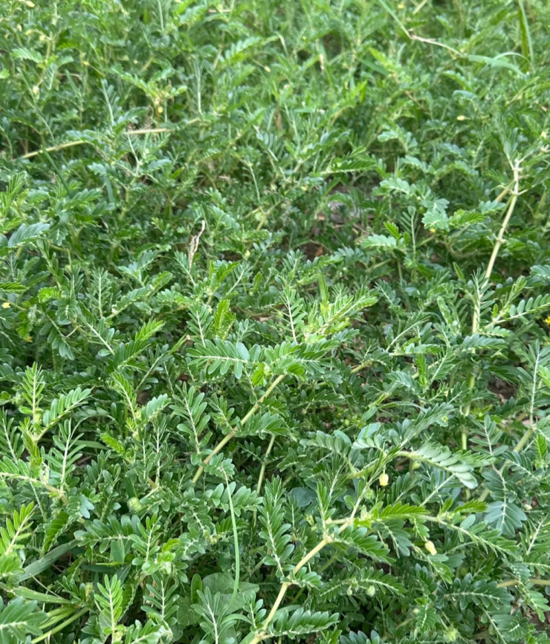 野生蒺藜中草药新鲜蒺藜刺白蒺藜子蒺藜秧蒺藜一年生草本