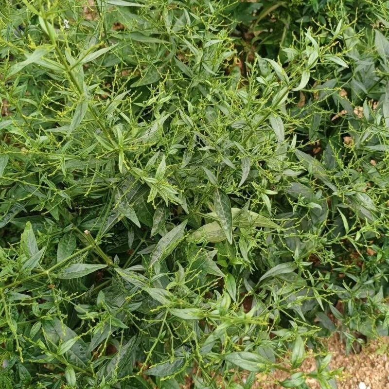 穿心莲种子嫩叶可泡茶家庭园艺种子中苦胆草种籽籽粒干净无杂