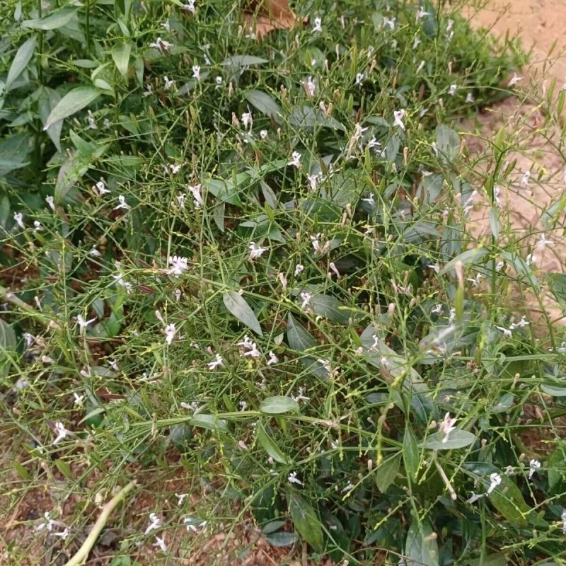 穿心莲种子嫩叶可泡茶家庭园艺种子中苦胆草种籽籽粒干净无杂