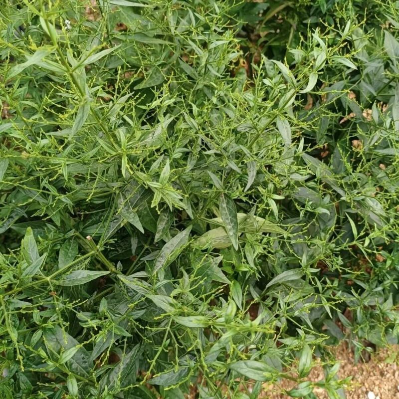 穿心莲种子嫩叶可泡茶家庭园艺种子中苦胆草种籽籽粒干净无杂