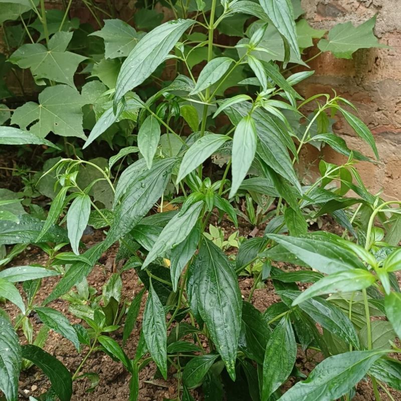 穿心莲种子嫩叶可泡茶家庭园艺种子中苦胆草种籽籽粒干净无杂