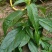 穿心莲种子嫩叶可泡茶家庭园艺种子中苦胆草种籽籽粒干净无杂