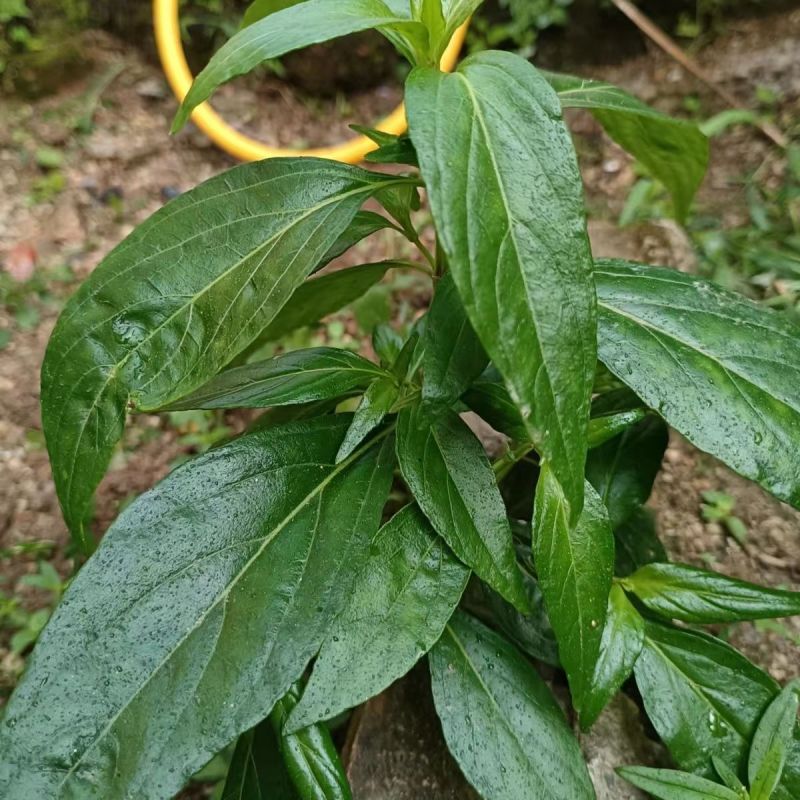 穿心莲种子嫩叶可泡茶家庭园艺种子中苦胆草种籽籽粒干净无杂