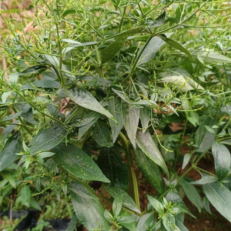 穿心莲种子嫩叶可泡茶家庭园艺种子中苦胆草种籽籽粒干净无杂