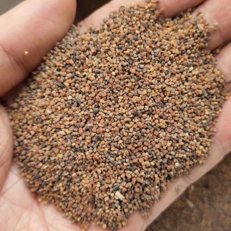 穿心莲种子嫩叶可泡茶家庭园艺种子中苦胆草种籽籽粒干净无杂