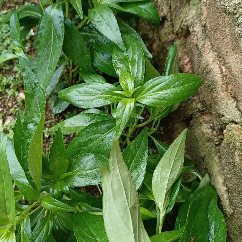 穿心莲种子嫩叶可泡茶家庭园艺种子中苦胆草种籽籽粒干净无杂