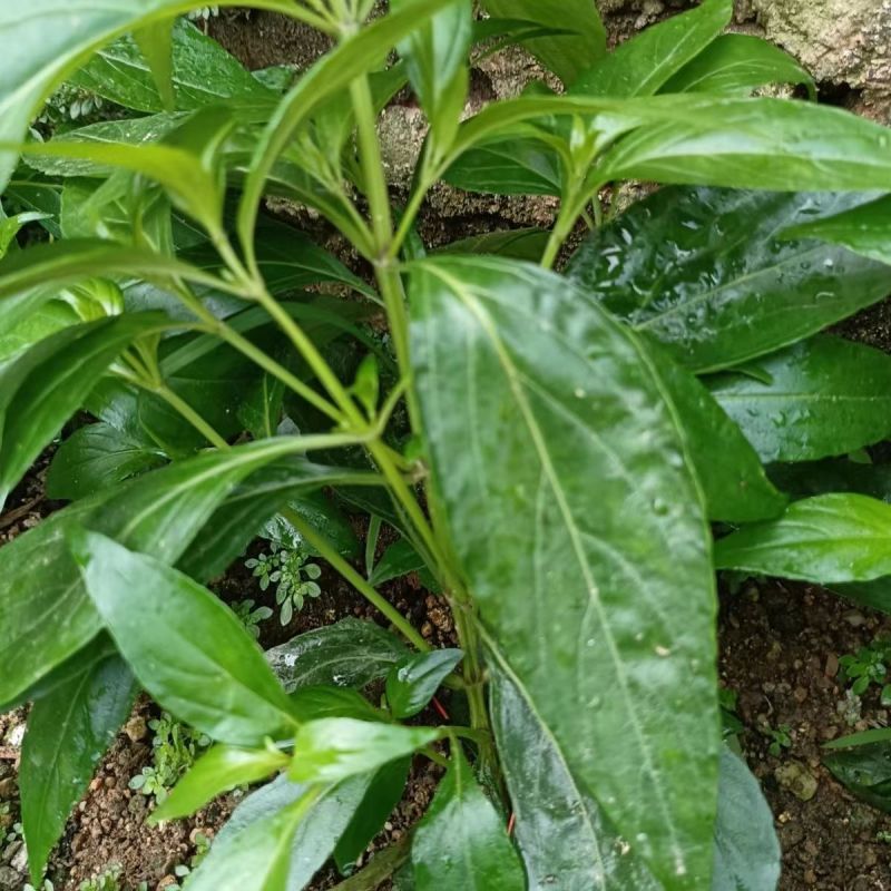 穿心莲种子嫩叶可泡茶家庭园艺种子中苦胆草种籽籽粒干净无杂