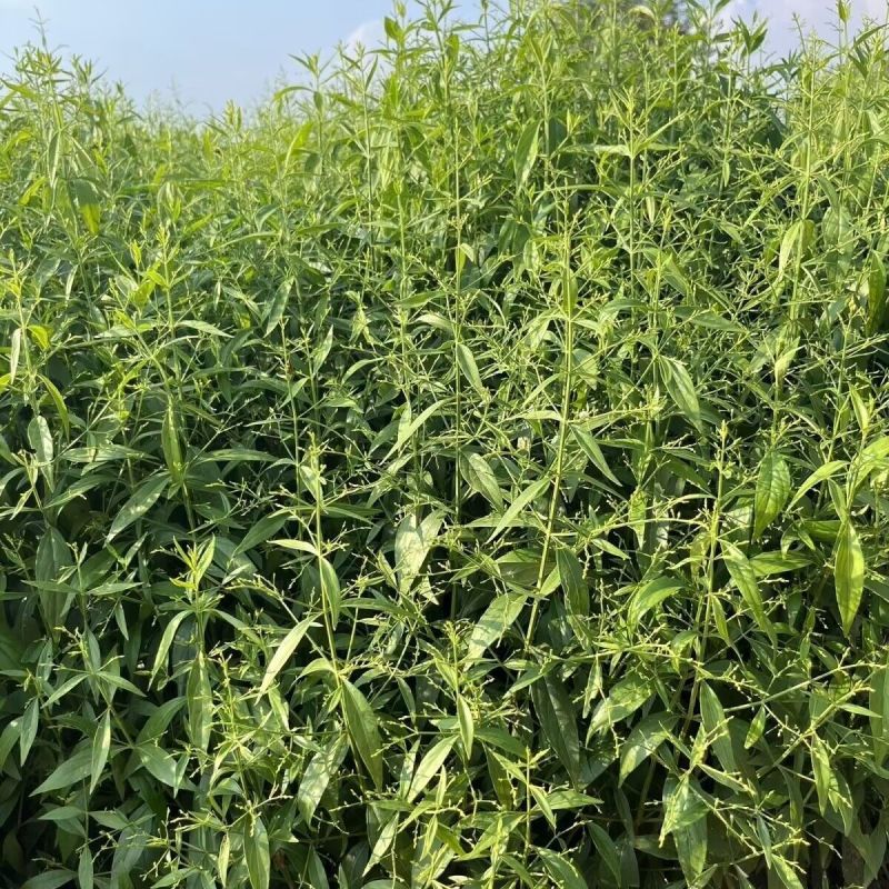 穿心莲种子嫩叶可泡茶家庭园艺种子中苦胆草种籽籽粒干净无杂