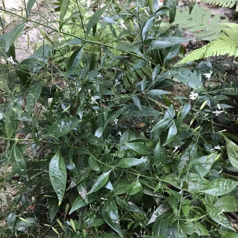 穿心莲种子嫩叶可泡茶家庭园艺种子中苦胆草种籽籽粒干净无杂