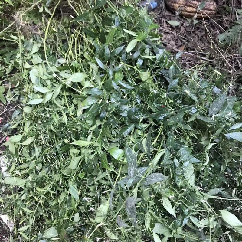穿心莲种子嫩叶可泡茶家庭园艺种子中苦胆草种籽籽粒干净无杂