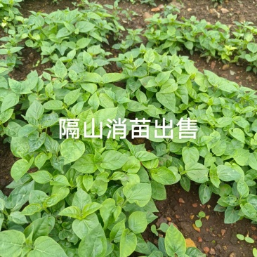 隔山消苗