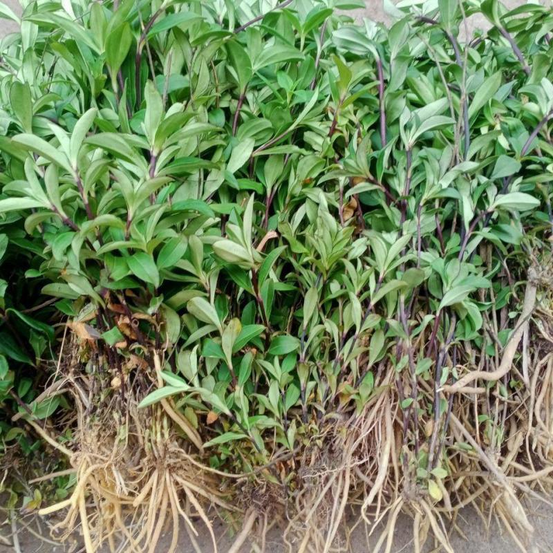 龙胆草种子中草药植物龙胆花南北方庭院阳台盆栽观赏花卉
