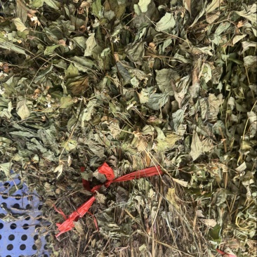 鱼腥草野生鱼腥草新货规格定制产地直供量大从优