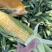 （优质）水果玉米🌽无虫眼、个头大、满顶、欢迎来电
