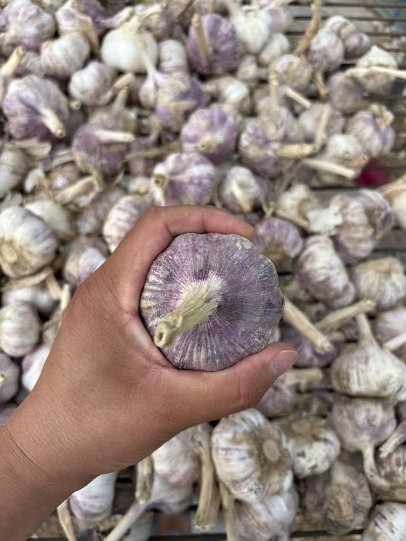 紫皮大蒜