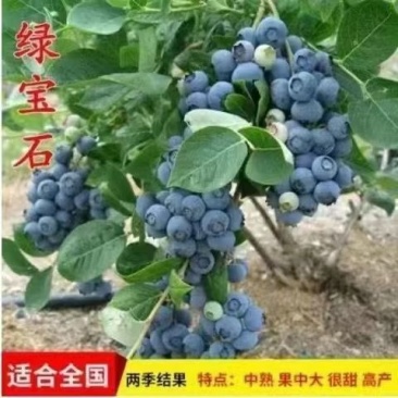 蓝莓果树苗蓝莓苗盆栽地栽果苗大果南北方种植绿宝石蓝莓果树