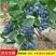 蓝莓果树苗蓝莓苗盆栽地栽果苗大果南北方种植绿宝石蓝莓果树