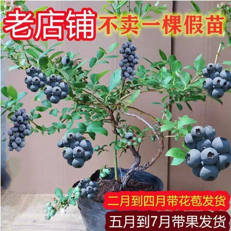 蓝莓果树苗蓝莓苗盆栽地栽果苗大果南北方种植绿宝石蓝莓果树