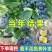 蓝莓果树苗蓝莓苗盆栽地栽果苗大果南北方种植绿宝石蓝莓果树