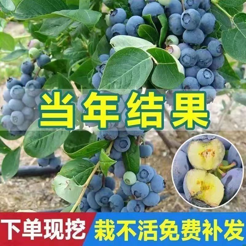 蓝莓果树苗蓝莓苗盆栽地栽果苗大果南北方种植绿宝石蓝莓果树