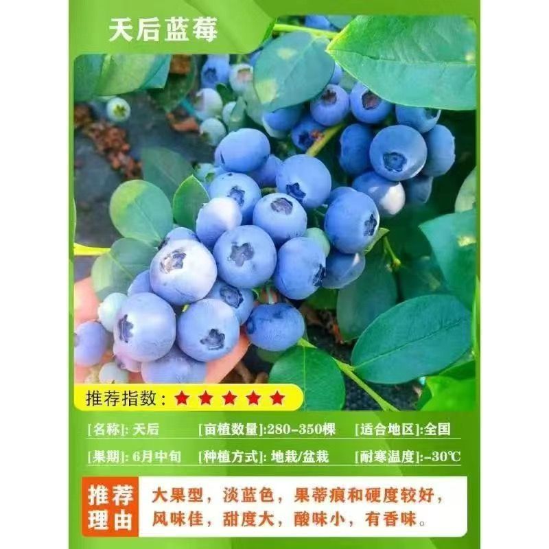 蓝莓果树苗蓝莓苗盆栽地栽果苗大果南北方种植绿宝石蓝莓果树
