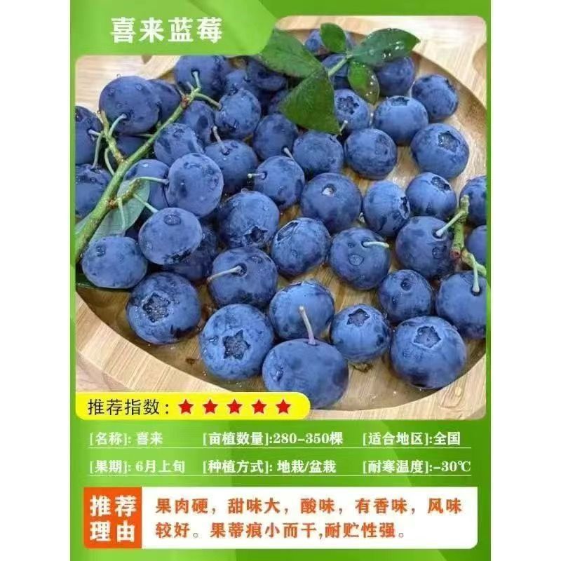 蓝莓果树苗蓝莓苗盆栽地栽果苗大果南北方种植绿宝石蓝莓果树
