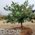 蓝莓果树苗蓝莓苗盆栽地栽果苗大果南北方种植绿宝石蓝莓果树