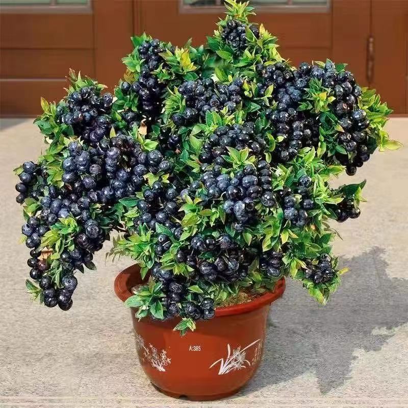 蓝莓果树苗蓝莓苗盆栽地栽果苗大果南北方种植绿宝石蓝莓果树