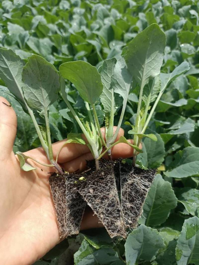 青花西蓝花苗育苗基地直供现挖现发量大从优抗病高产