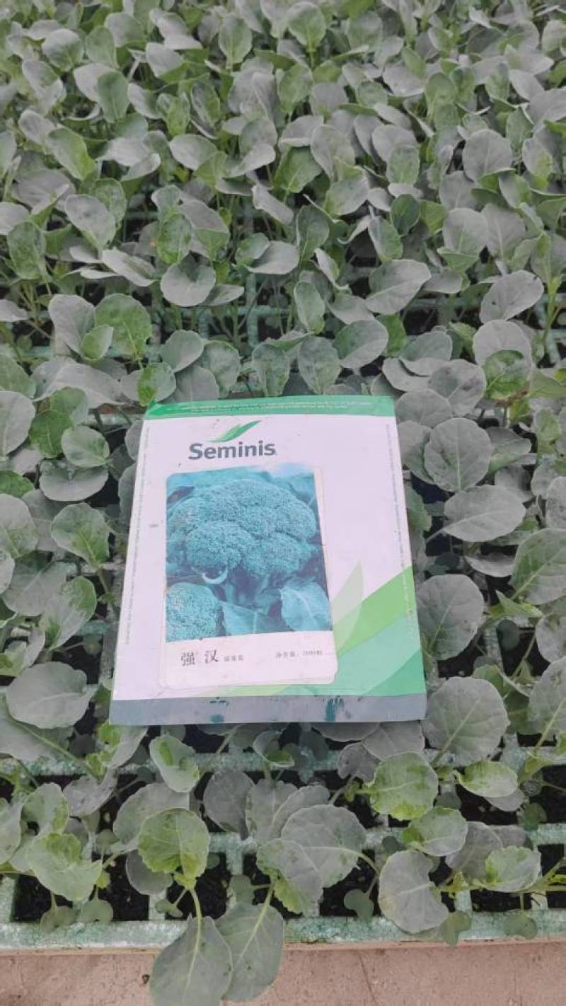 青花西蓝花苗育苗基地直供现挖现发量大从优抗病高产