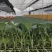 青花西蓝花苗育苗基地直供现挖现发量大从优抗病高产