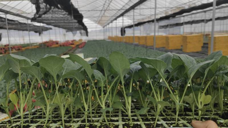 青花西蓝花苗育苗基地直供现挖现发量大从优抗病高产