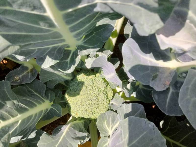 青花西蓝花苗育苗基地直供现挖现发量大从优抗病高产