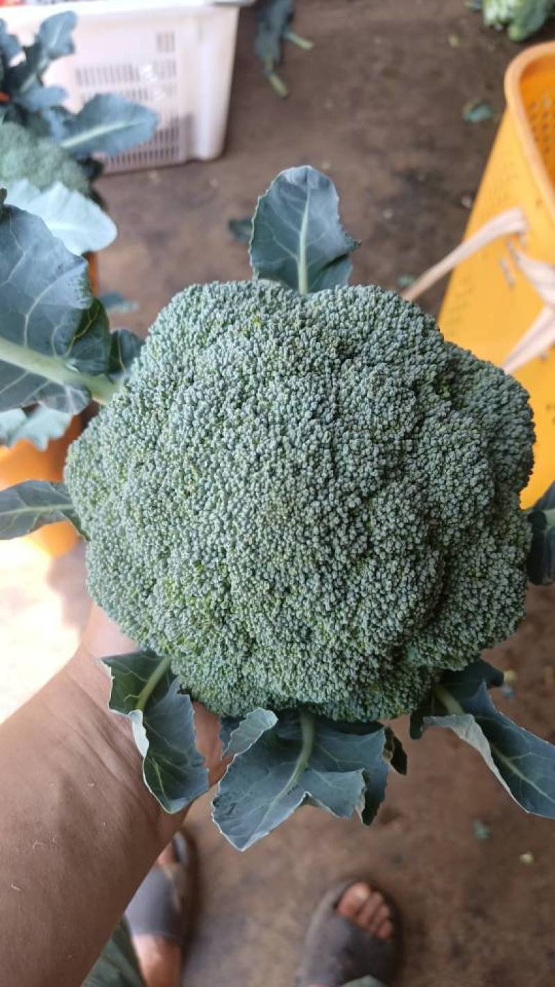 青花西蓝花苗育苗基地直供现挖现发量大从优抗病高产