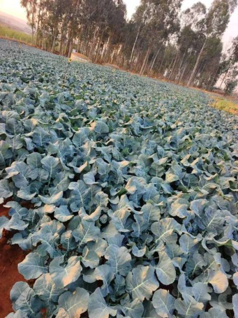 青花西蓝花苗育苗基地直供现挖现发量大从优抗病高产