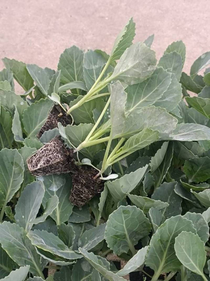 青花西蓝花苗育苗基地直供现挖现发量大从优抗病高产