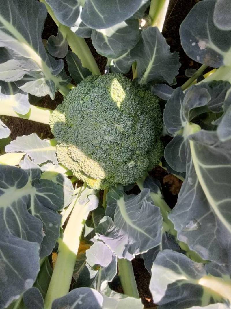 青花西蓝花苗育苗基地直供现挖现发量大从优抗病高产