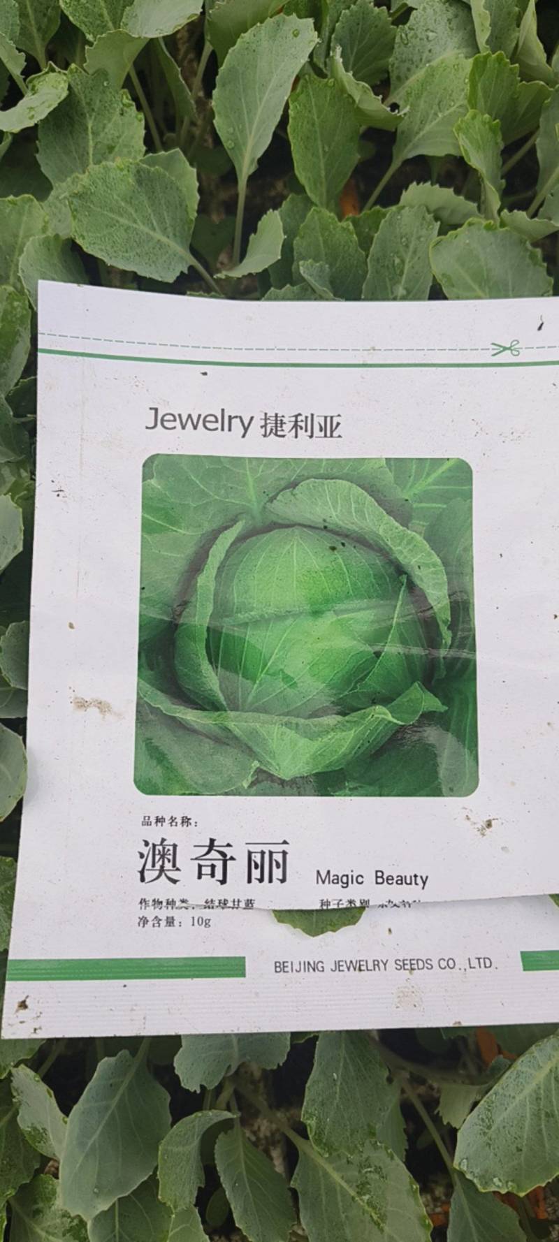 奥奇丽/平包金白菜基地直供现挖现发量大从优抗病高产