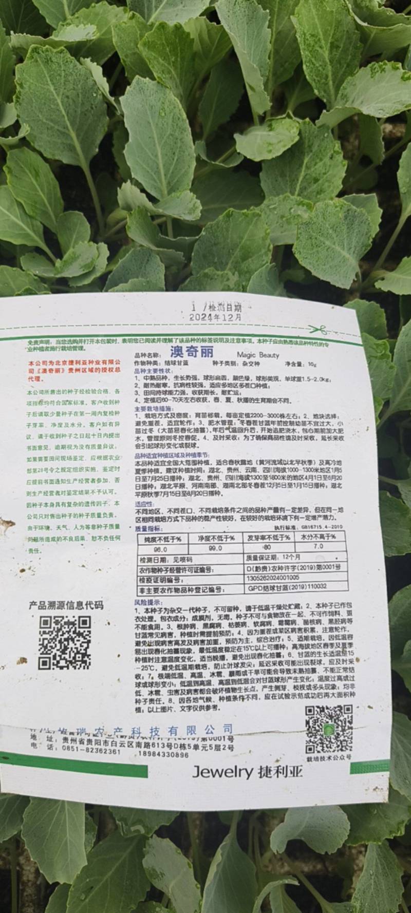 奥奇丽/平包金白菜基地直供现挖现发量大从优抗病高产
