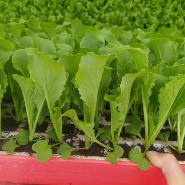 麻叶青白菜苗育苗基地直供现挖现发量大从优抗病